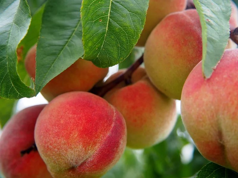 Ripe peaches still on the branch among green leaves