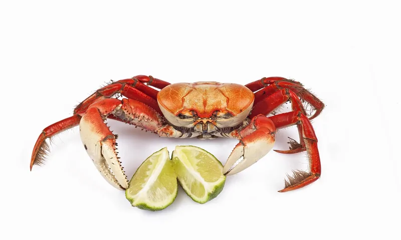 A whole cooked crab against white with two lime wedges