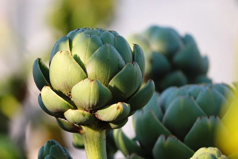 Whole artichokes on the stem