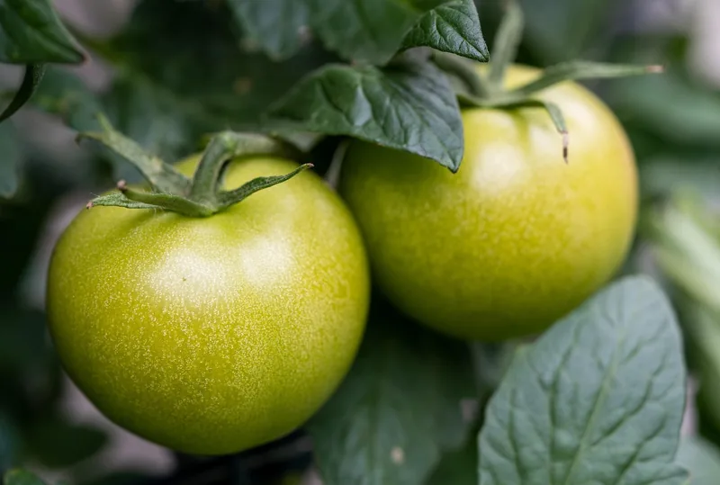 Green tomatoes ripening on the vine